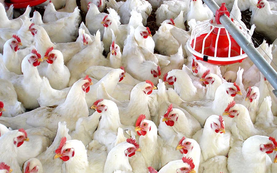 Productores Avícolas pide al presidente Abinader intervenir ante crisis de precios del pollo